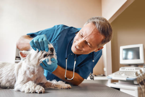 Best Emergency X-Rays and Diagnostics in Depew, NY